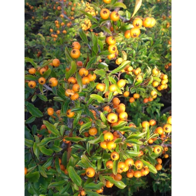 Pyracantha x Teton - Tűztövis