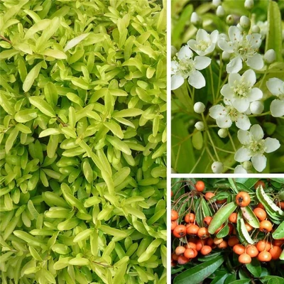 Pyracantha 'Golden Paradise'® – Tűztövis