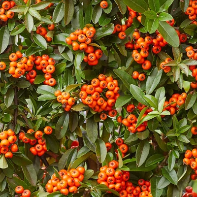 Pyracantha 'Orange Star' – Tűztövis