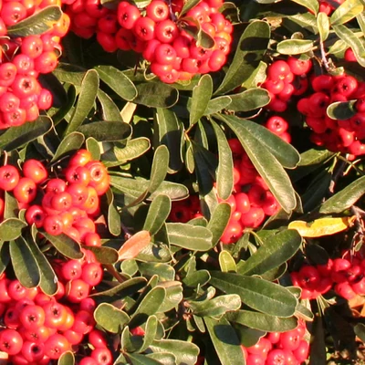 Pyracantha koidzumii 'Santa Cruz' – Tűztövis (tüske nélküli)