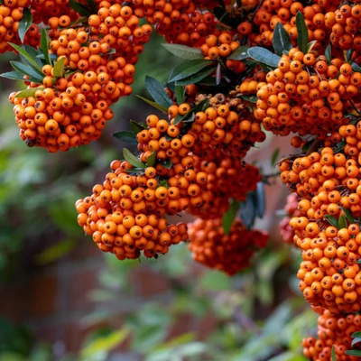 Pyracantha 'Saphyr Orange' – Tűztövis