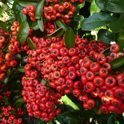 Pyracantha 'Saphyr Rouge (Cadrou)'® – Tűztövis