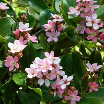 Rhaphiolepsis indica 'Pink Cloud' – Indián galagonya