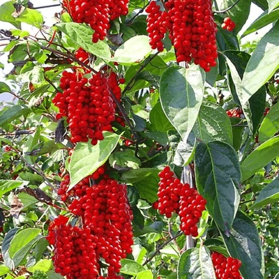 Schisandra chinensis - Kínai kúszómagnólia