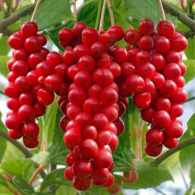 Schisandra chinensis 'Sadova' - Sadova kínai kúszómagnólia