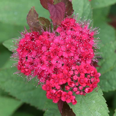 Spiraea 'Double Play Doozie'® – Japán gyöngyvessző
