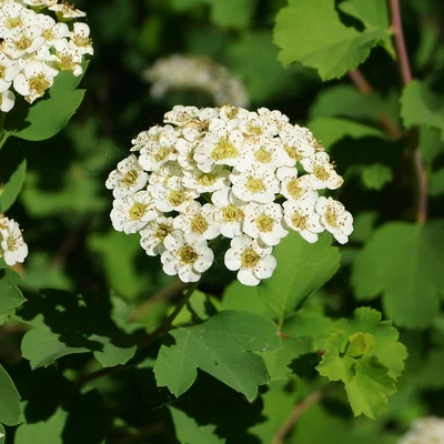 Spiraea trilobata – Gyöngyvessző