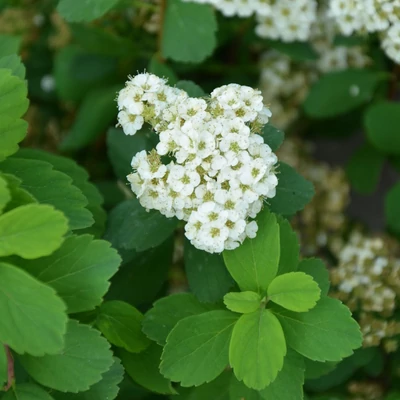 Spiraea betulifolia 'Island' – Nyírlevelű gyöngyvessző