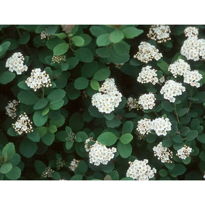 Spiraea betulifolia 'Tor' (syn.: 'Thor') – Nyírlevelű gyöngyvessző