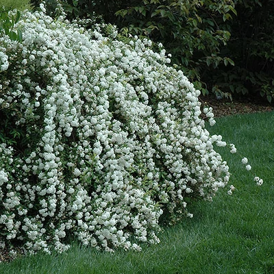 Spiraea cantoniensis 'Lanceata' – Kantoni gyöngyvessző
