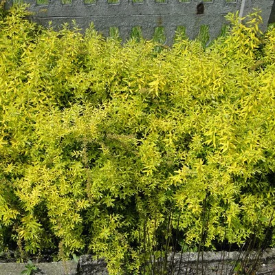 Spiraea cinerea 'Kaziu' – Hamvas gyöngyvessző