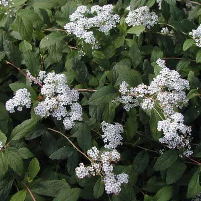 Spiraea decumbens – Törpe gyöngyvessző