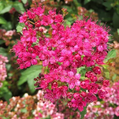 Spiraea densiflora – Gyöngyvessző