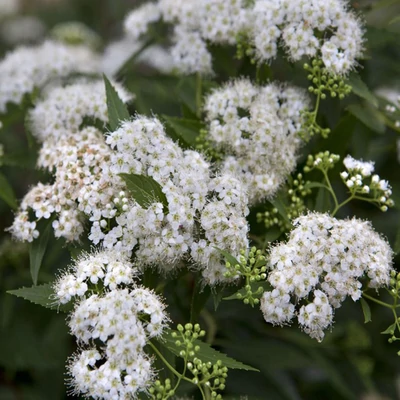 Spiraea japonica 'Albiflora' – Japán gyöngyvessző