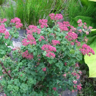 Spiraea japonica 'Bullata' – Japán gyöngyvessző