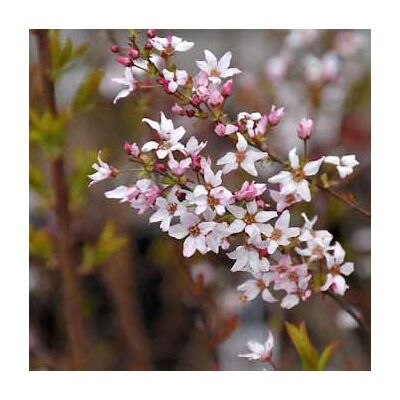 Spiraea japonica 'Fujino Pink' – Nagyvirágú gyöngyvessző