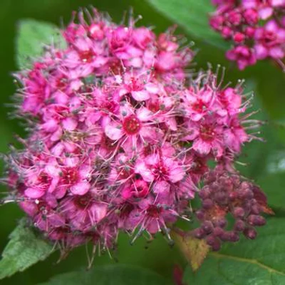 Spiraea japonica 'Double Play Artist' (syn.: 'Galen') – Japán gyöngyvessző