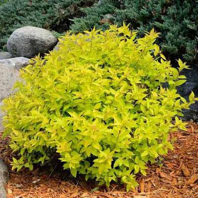 Spiraea japonica 'Gold Mound' - Aranylombú japán gyöngyvessző