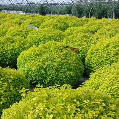 Spiraea japonica 'Golden Elf' – Japán gyöngyvessző
