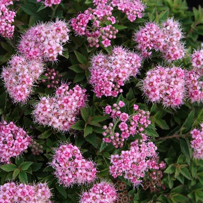 Spiraea japonica 'Japanese Dwarf' – Japán gyöngyvessző