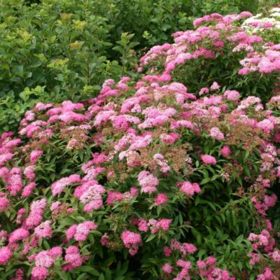 Spiraea japonica 'Little Princess' - Rózsaszín japán gyöngyvessző