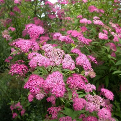 Spiraea japonica 'Magnum Rose' – Japán gyöngyvessző