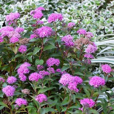 Spiraea japonica 'Merlo Green' – Japán gyöngyvessző