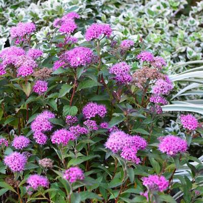 Spiraea japonica 'Merlo Green' – Japán gyöngyvessző