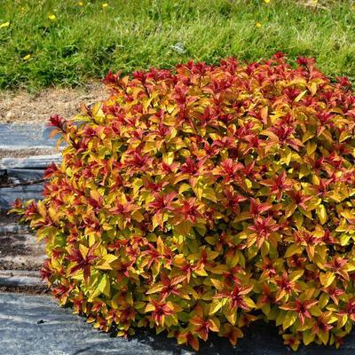 Spiraea japonica 'Merlo Star' – Japán gyöngyvessző