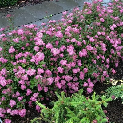 Spiraea japonica 'Odessa' – Japán gyöngyvessző