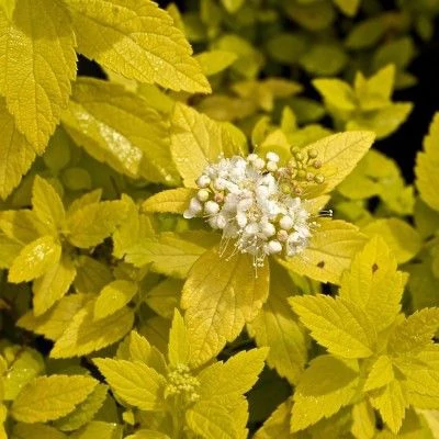 Spiraea japonica 'White Gold' – Japán gyöngyvessző
