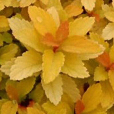 Spiraea japonica 'Zen's Spirit Gold' – Japán gyöngyvessző