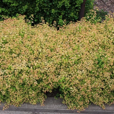 Spiraea nipponica 'Gerlve's Rainbow' – Nipponi gyöngyvessző