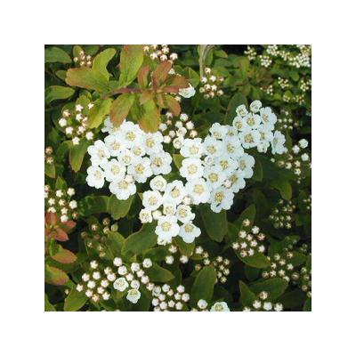 Spiraea nipponica 'Halward Silver' – Nipponi gyöngyvessző