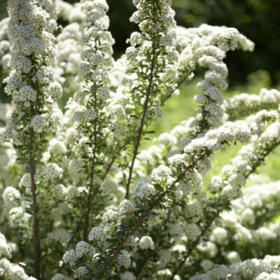 Spiraea nipponica 'June Bride' – Nipponi gyöngyvessző