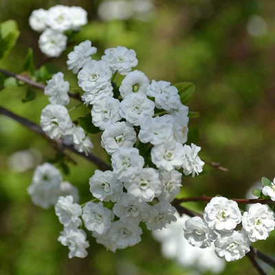 Spiraea prunifolia – Kökénylevelű gyöngyvessző
