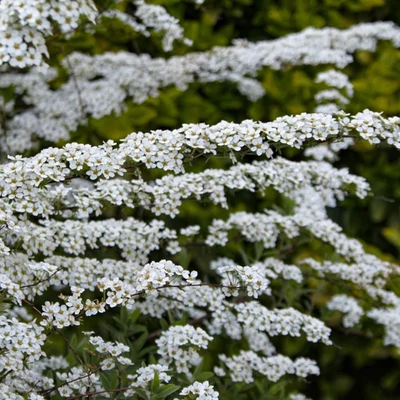 Spiraea thunbergii – Gyöngyvessző