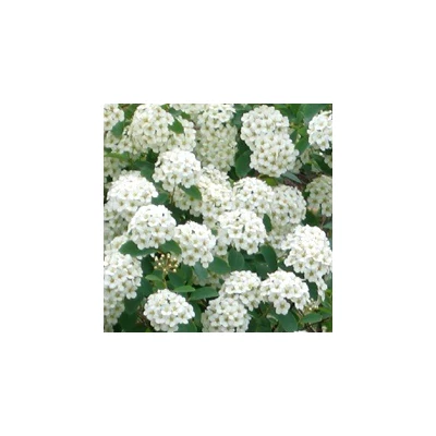 Spiraea × vanhouttei 'Medeloch' – Közönséges gyöngyvessző