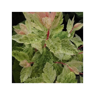 Spiraea x vanhouttei 'Pink Ice' – Közönséges gyöngyvessző