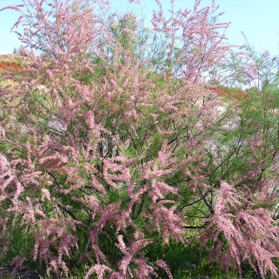 Tamarix gallica – Francia tamariska