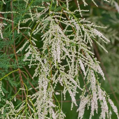 Tamarix ramosissima 'Hulsdonk White' – Szürke tamariska