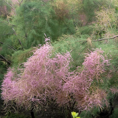Tamarix ramosissima – Szürke tamariska
