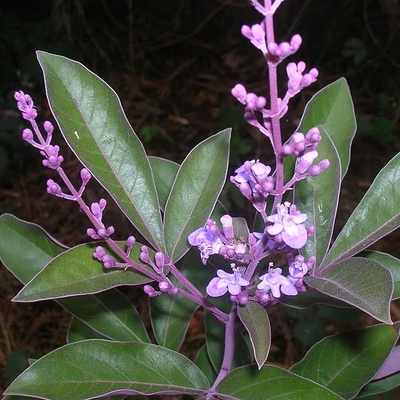 Vitex trifolia 'Purpurea'