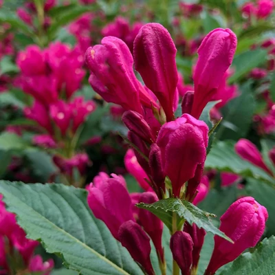 Weigela 'Big Love'® – Rózsalonc