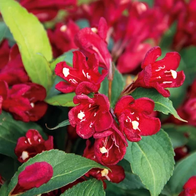 Weigela 'Cherry Love'® – Rózsalonc
