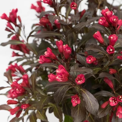 Weigela 'Electric Love' – Rózsalonc