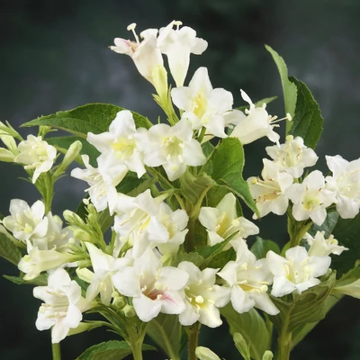 Weigela florida 'Albiflora' – Rózsalonc