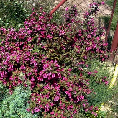 Weigela florida 'Atropurpurea Nana' – Rózsalonc