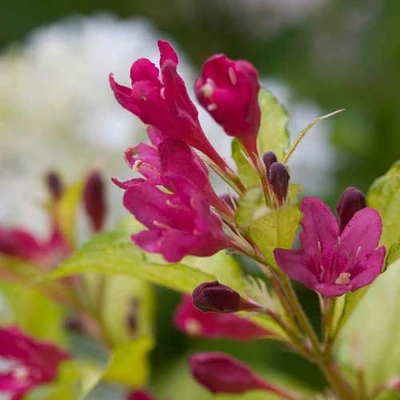 Weigela florida 'Ghost' – Rózsalonc