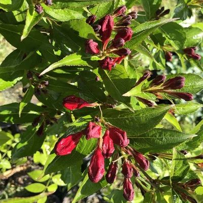 Weigela florida – Magastörzsű, bordó virágú rózsalonc